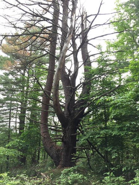 Huge Pine in the woods