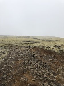 Trail running through a field of moss