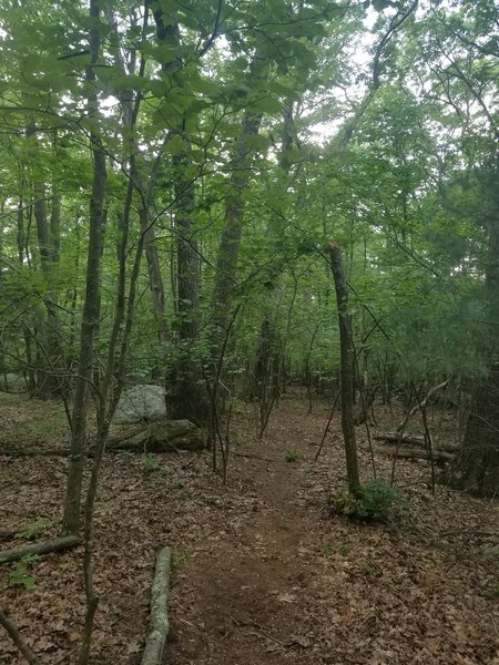 Saddle Hill - a lot of trail hidden in a suburban neighborhood.