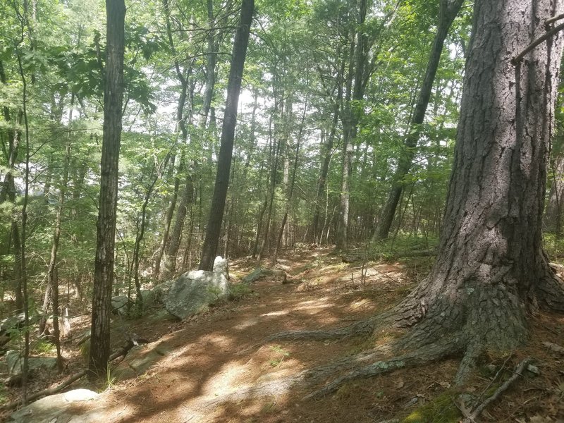 Betty Fitzgerald Trail - steep and pretty