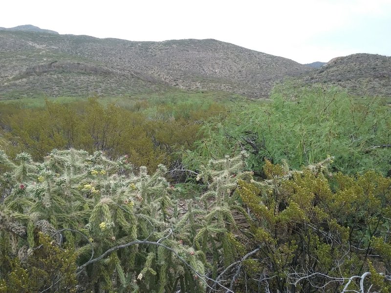 View of  A Mountain from the trail