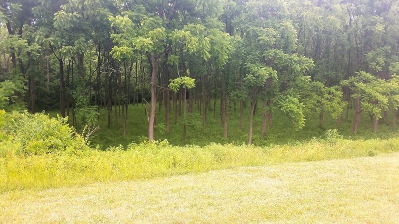 looking into the walnut grove