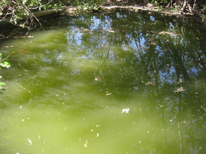 Concrete pond just off the trail. They're very hard to see here, and hard to see in person, but there are fish.