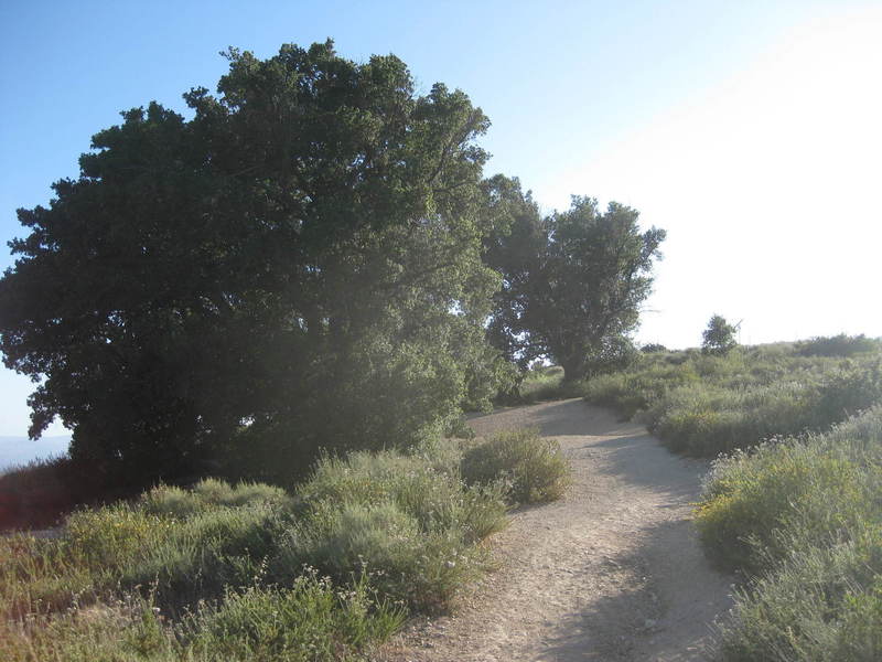 "The Three Trees" - almost at the top. (But there are four.)