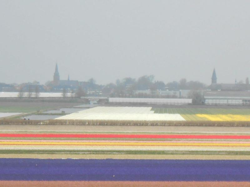 Tulip fields near Lisse