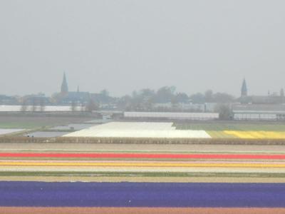 Tulip fields near Lisse