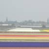 Tulip fields near Lisse