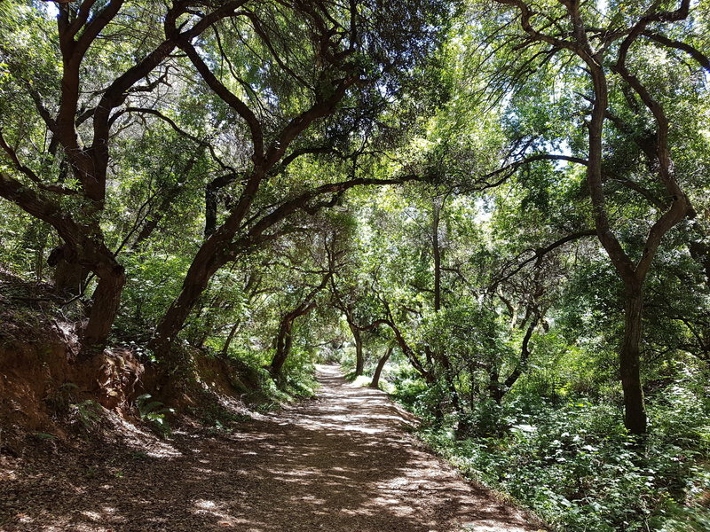 Oak Trees