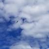 Bald eagle circling above Hope Point ridge