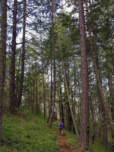 Along the CCC Historic Trail