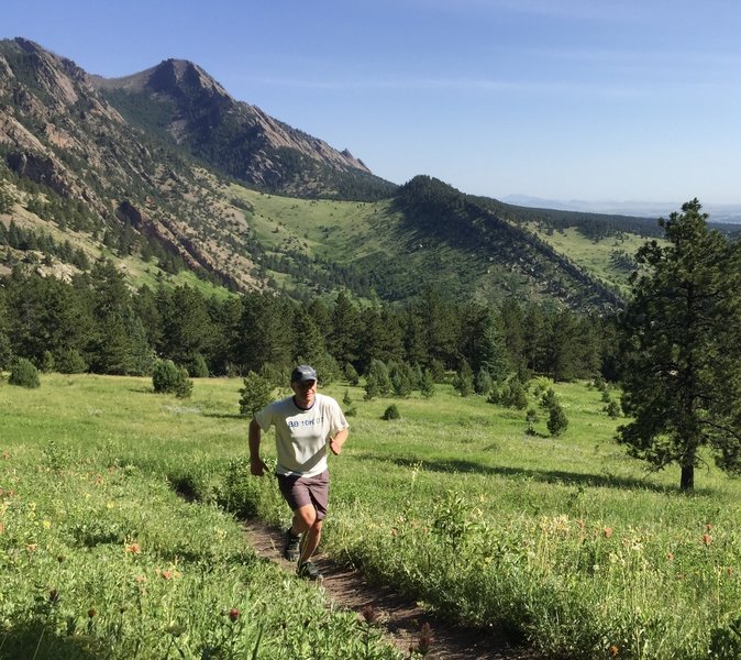 June greenery on Goshawk Ridge