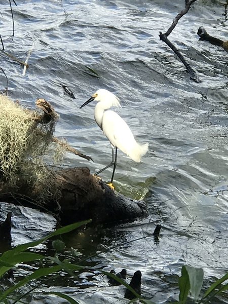 Very active wildlife, surprised how close you get to the alligators!