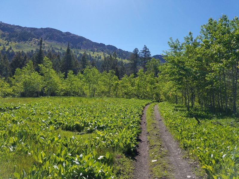 Trail heading up to Scout Mountain