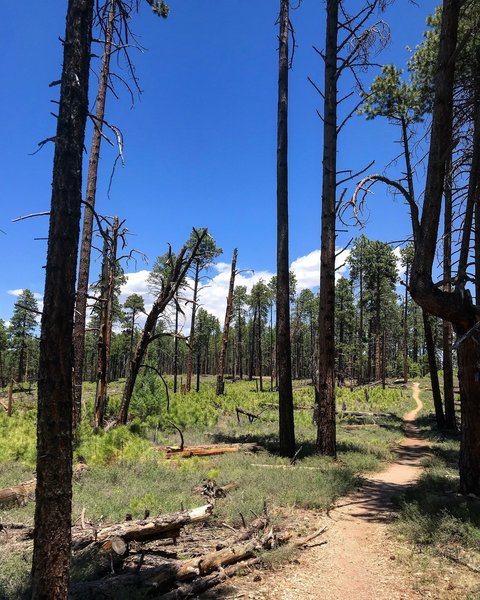 Area along Widforss Trail in recovery mode from past wildfires.