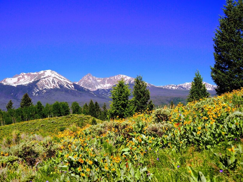 Wildflowers everywhere.