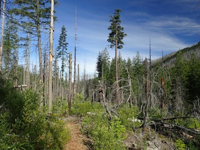 The Middle Fork Trail within the area of the 2008 fire