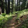 The Middle Fork Trail about halfway up from the canyon bottom.