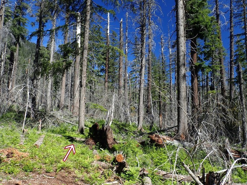 Navigating through the burned area requires paying attention for cut logs and faint tread (arrow)