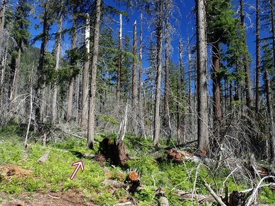 Navigating through the burned area requires paying attention for cut logs and faint tread (arrow)