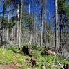 Navigating through the burned area requires paying attention for cut logs and faint tread (arrow)