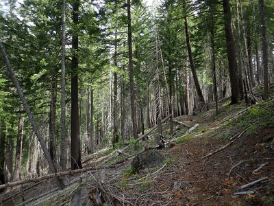 The Halifax Trail climbs the slope above Halifax Creek