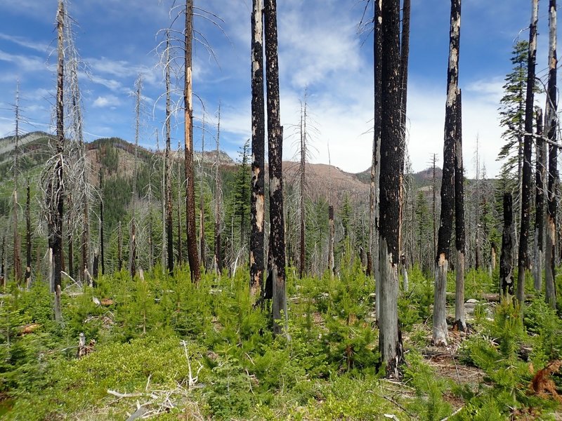 Fire damage and new growth along the Halifax Trail