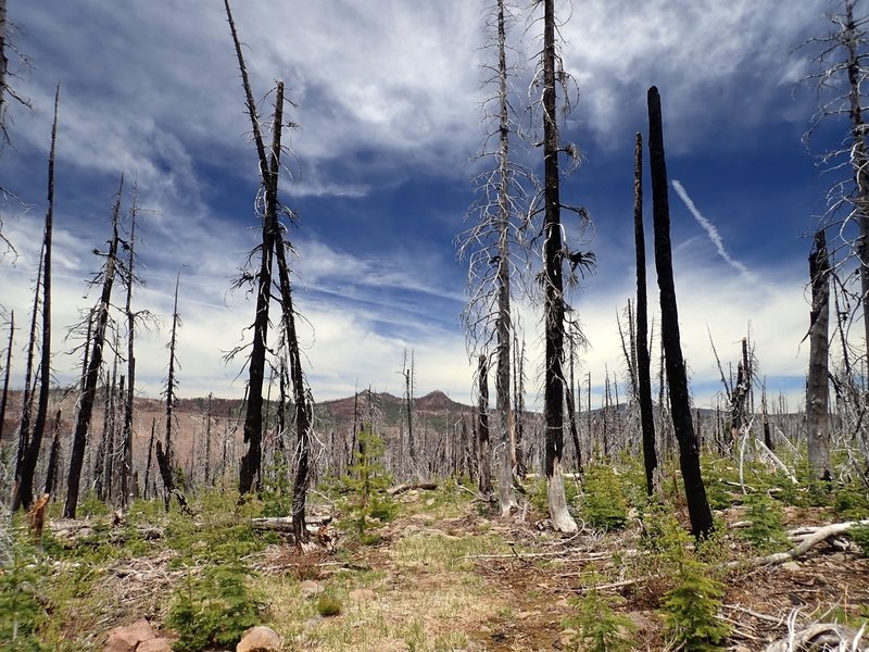 The southern portion of the McKie Camp Trail through the damage from the 2008 fire.