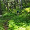 The trail goes past a disc golf target on the other side of Wolf Creek