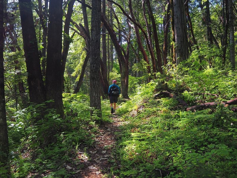 Climbing toward London Peak through lush old-growth forest