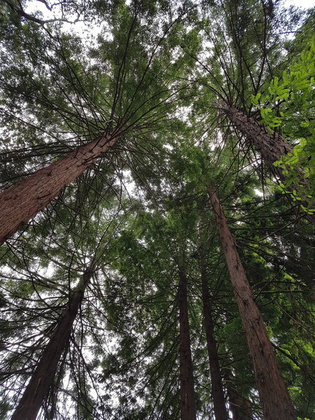 Redwood Forest near Lake Anza