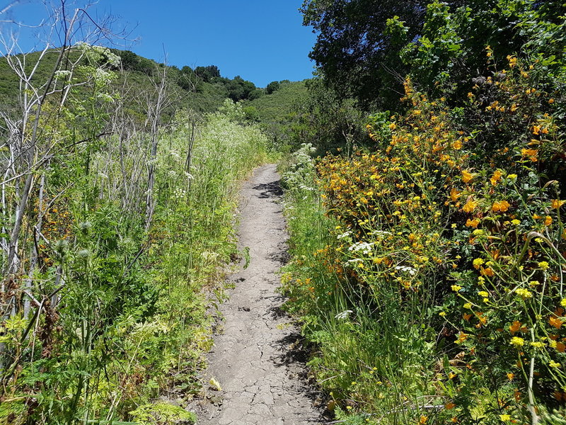 Wildflowers on the way up to Wildcat Peak