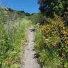 Wildflowers on the way up to Wildcat Peak