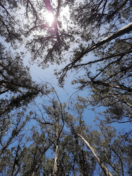 Eucalyptus forest near the little farm