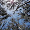 Eucalyptus forest near the little farm