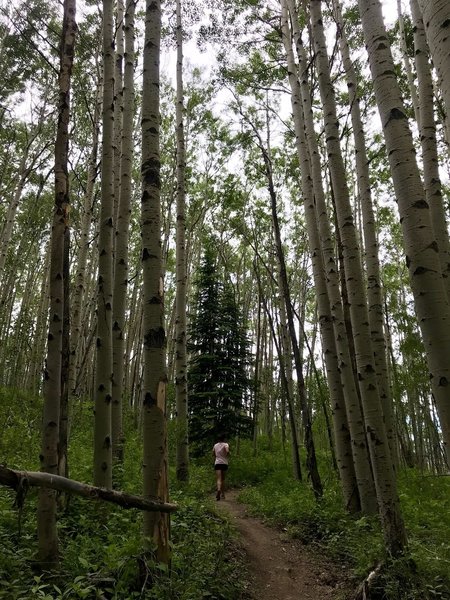 Singletrack through aspen grove