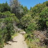 Buckeyes in bloom on both sides of the trail