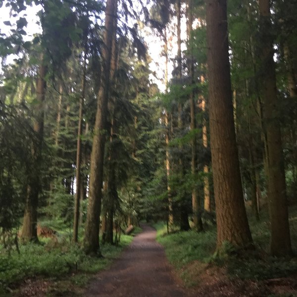 Wooded part of the trail