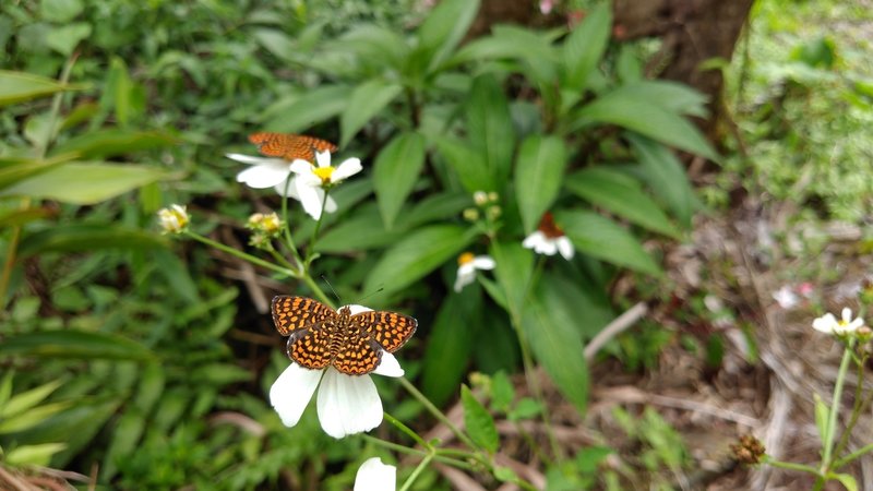 Lots of butterflies at the peak, species Antillea Pelops.