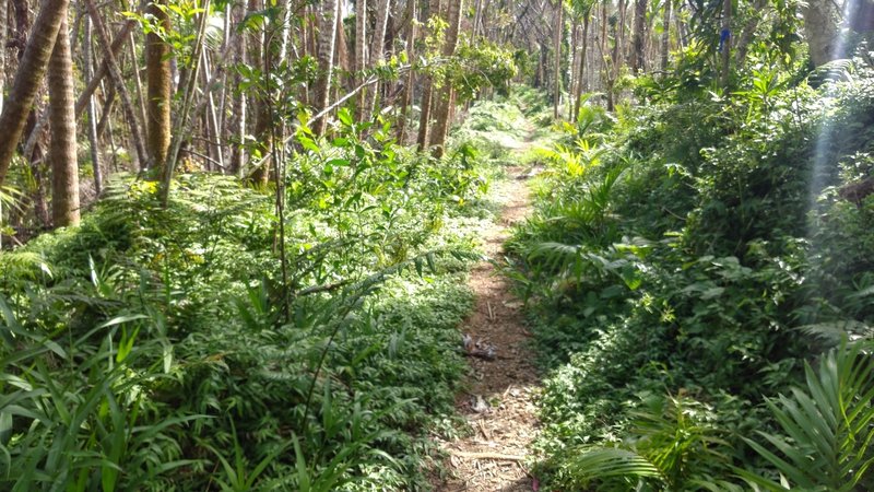 A typical section of the trail.