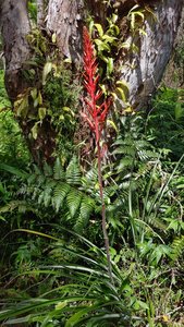 One of the more interesting flowers along the trail