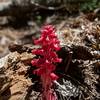 Snow plant