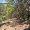 Stop # 2, Example of Fire Resilient Trees, Less Resilient Manzanita, 2012 Fire