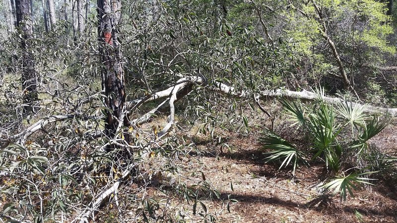 Tree down on the trail