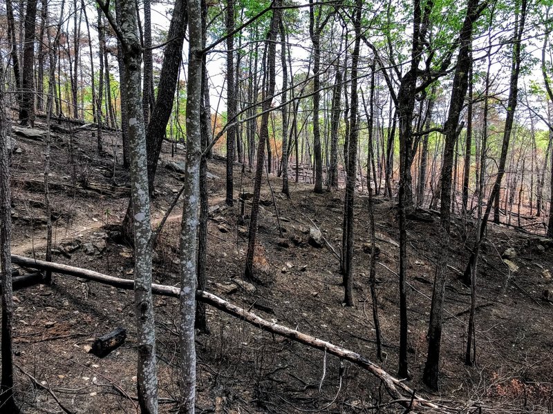 The bald forest reflects the recent fire