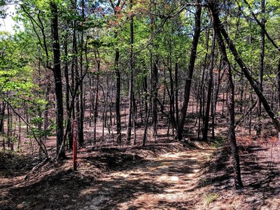 Old fire road rolling through the forest