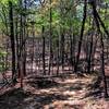 Old fire road rolling through the forest