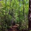 Thick forest along the trail