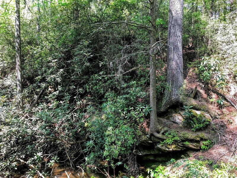 Floating trees along the creek