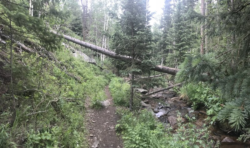 Lush stream side trail