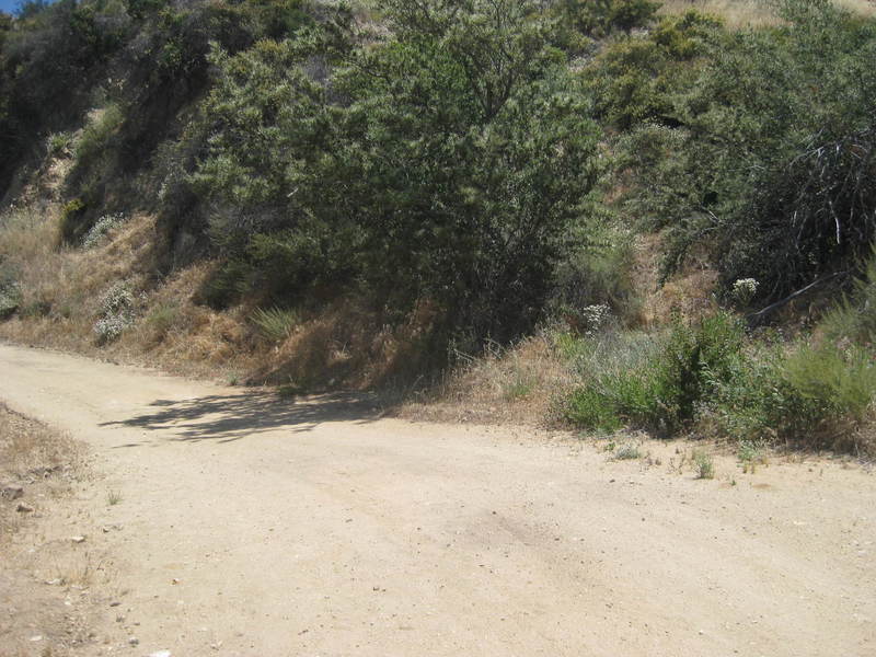 There might have been two, maybe three, patches of shade like this on Whitney Canyon Road.